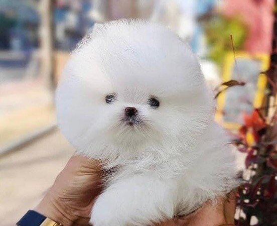 Pomerian