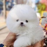 Pomerian